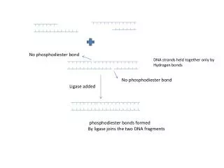 No phosphodiester bond
