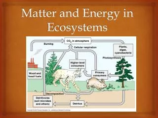 Matter and Energy in Ecosystems