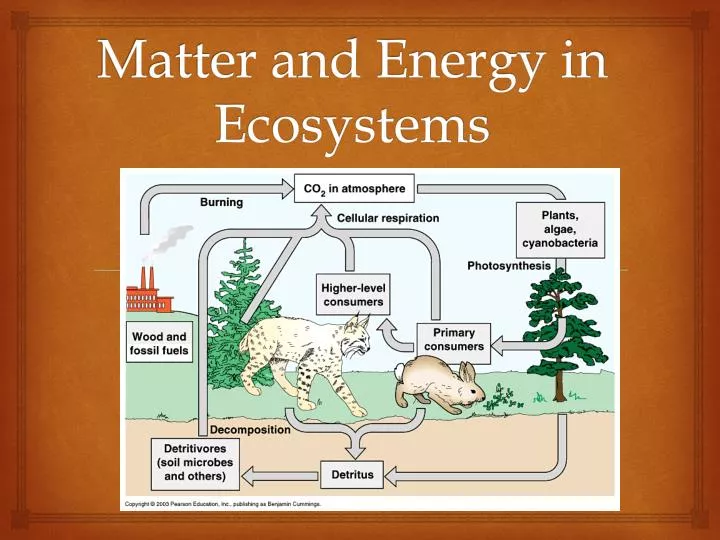 matter and energy in ecosystems