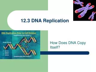 12.3 DNA Replication