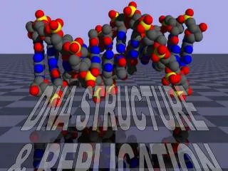 DNA STRUCTURE &amp; REPLICATION