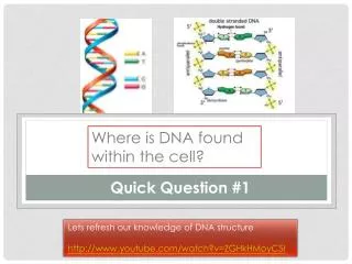 Where is DNA found within the cell?