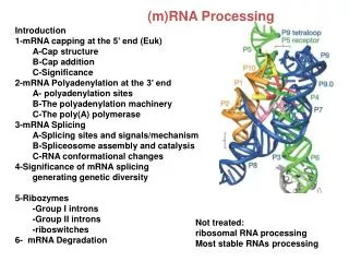 ( m)RNA Processing