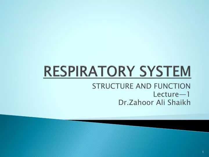 respiratory system