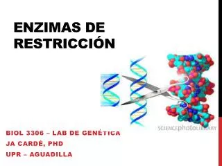 enzimas de restricci n