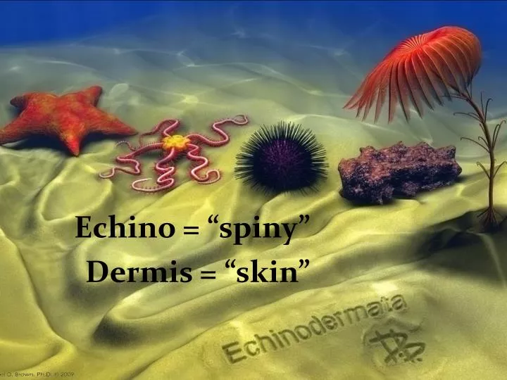 echino spiny dermis skin