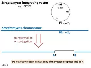 Streptomyces integrating vector e.g. pSET152