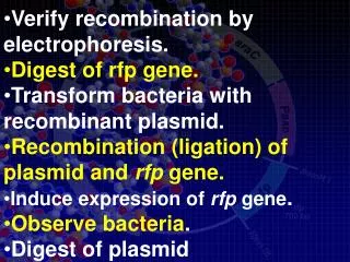 Verify recombination by electrophoresis. Digest of rfp gene.