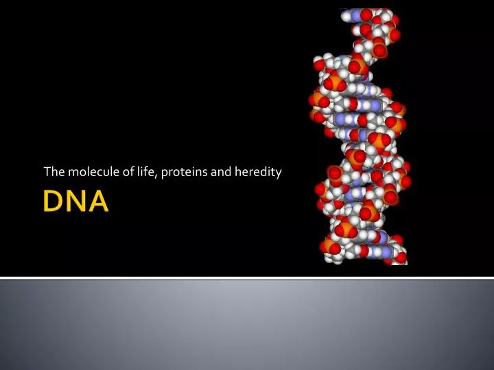the molecule of life proteins and heredity