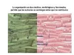 Discos intercalares - slide 1