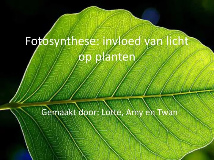 fotosynthese invloed van licht op planten