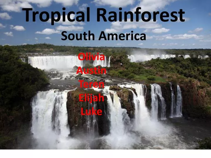 tropical rainforest south america