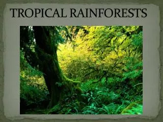 PPT - Tropical Rainforests PowerPoint Presentation, free download - ID ...