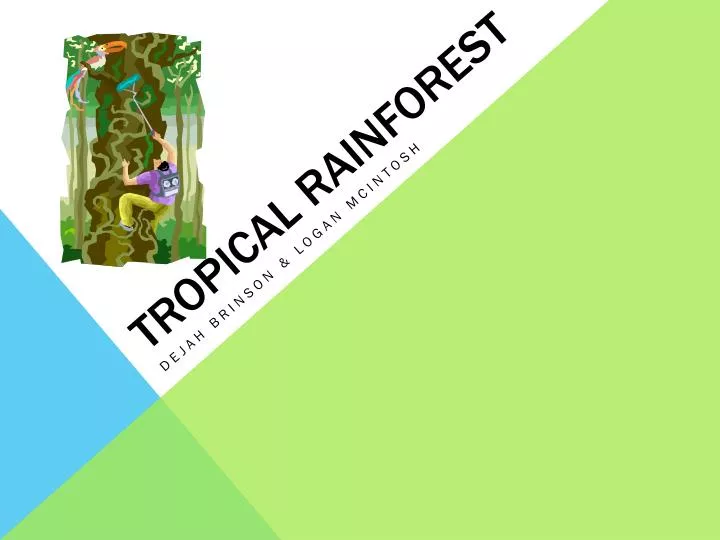 tropical rainforest