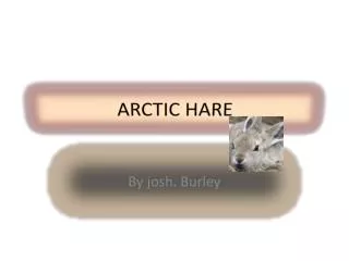 ARCTIC HARE