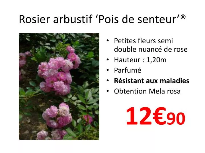 rosier arbustif pois de senteur