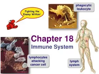 lymphocytes attacking cancer cell