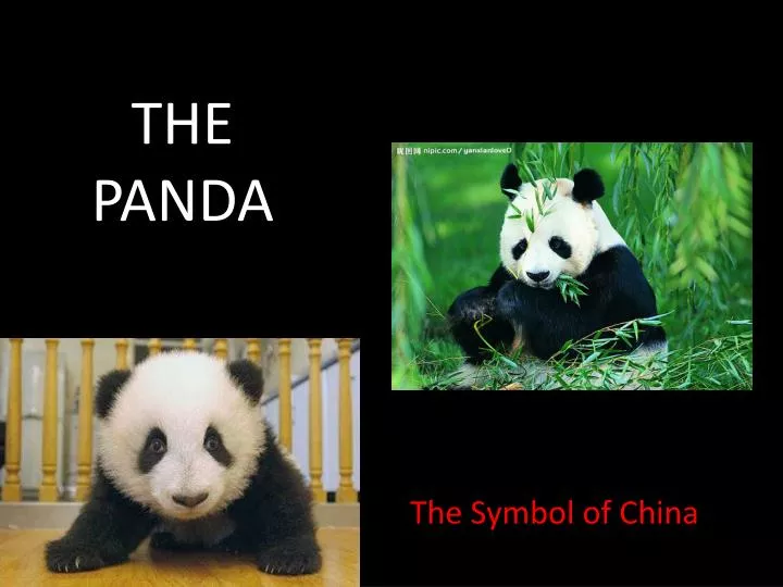 the panda
