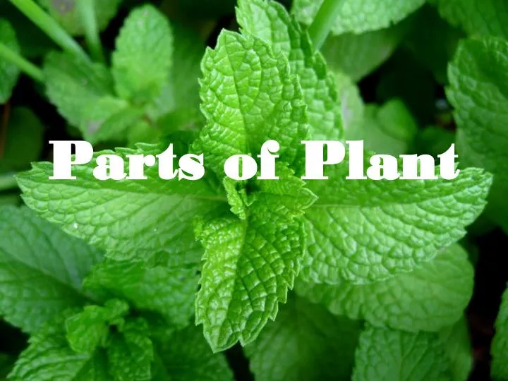 parts of plant