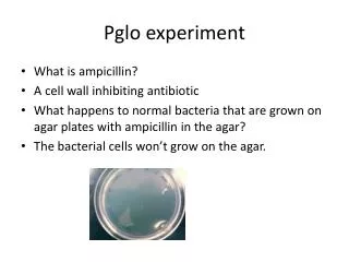 Pglo experiment