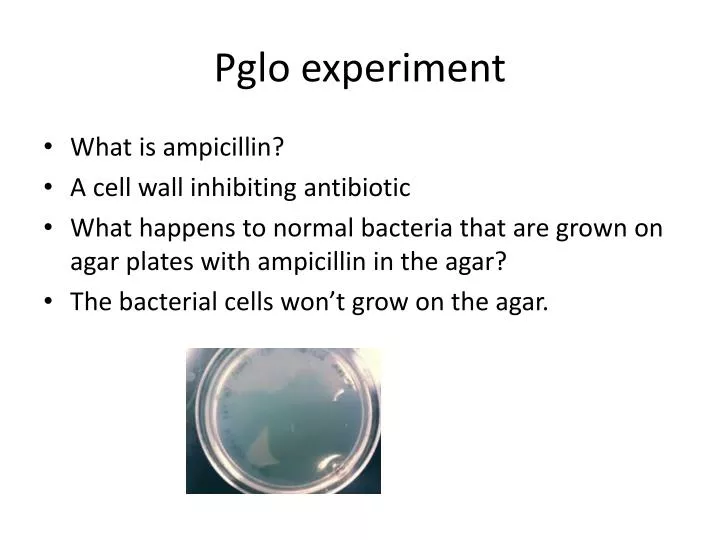 pglo experiment