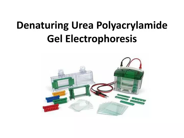 denaturing urea polyacrylamide gel electrophoresis