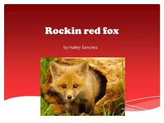 R ockin red fox