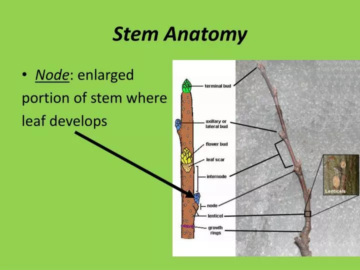 stem anatomy
