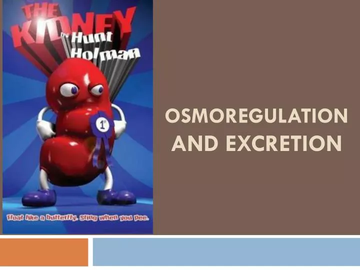 osmoregulation and excretion