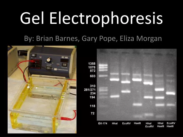 gel electrophoresis