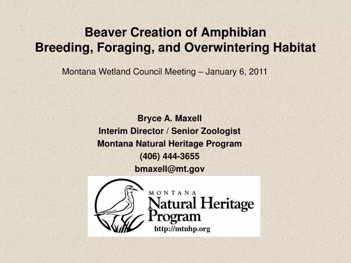 beaver creation of amphibian breeding foraging and overwintering habitat