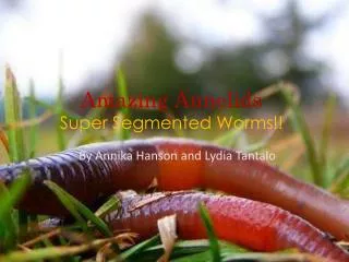 Amazing Annelids Super Segmented Worms!!