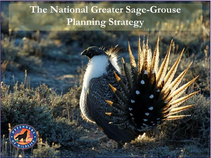 the national greater sage grouse planning strategy
