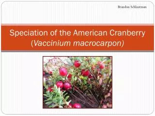 Speciation of the American Cranberry ( Vaccinium macrocarpon )