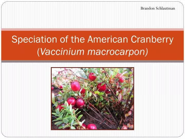 speciation of the american cranberry vaccinium macrocarpon