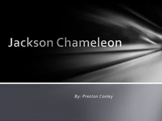 Jackson Chameleon