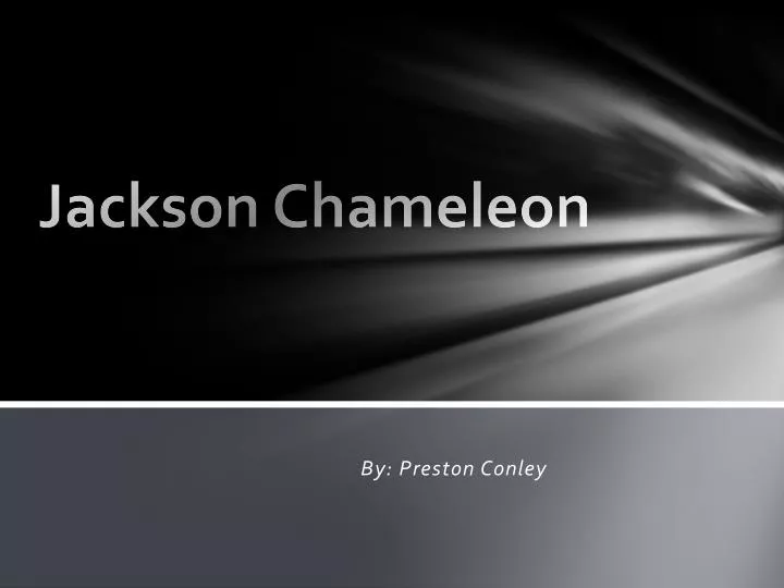 jackson chameleon