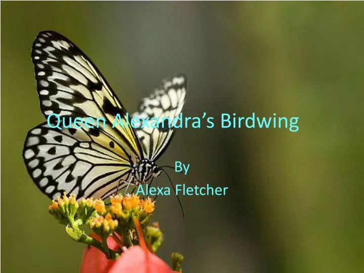 queen alexandra s birdwing