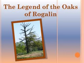 The Legend of the Oaks of Rogalin