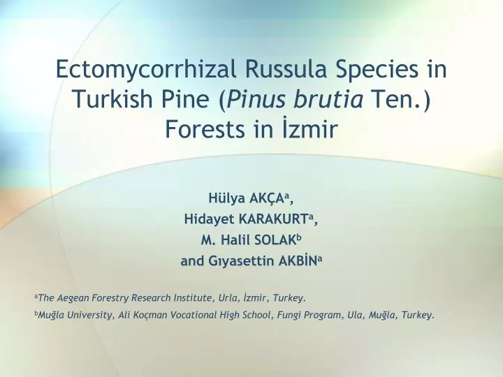 ectomycorrhizal russula species in turkish pine pinus brutia ten forests in zmir