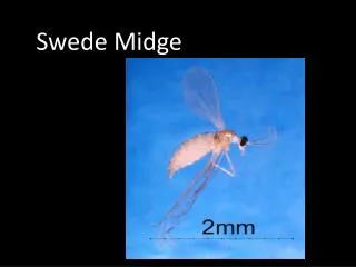 Swede Midge