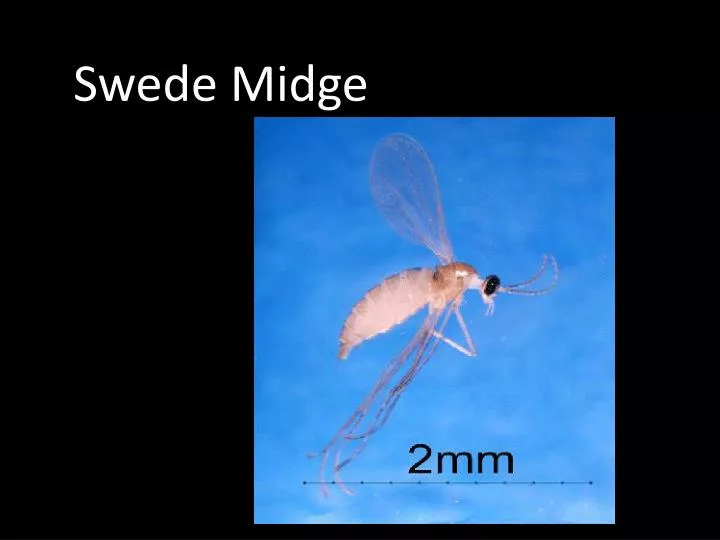 swede midge