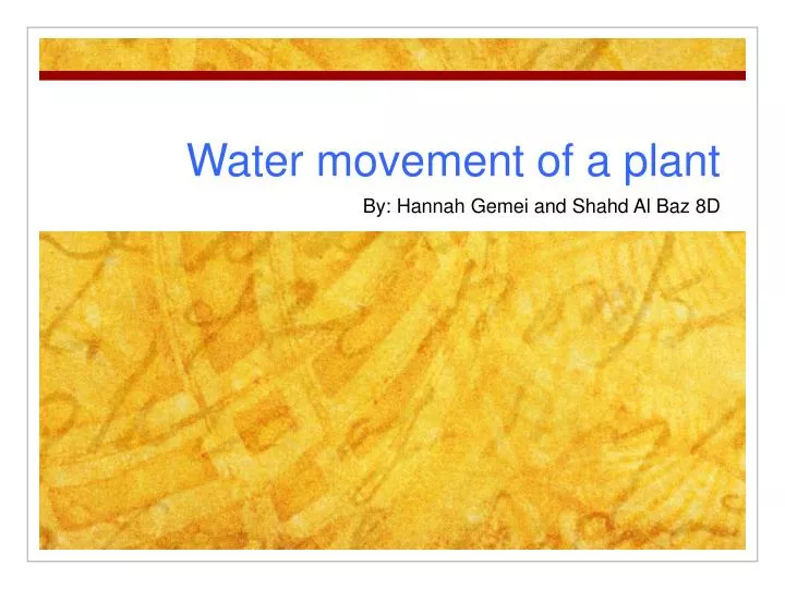 water movement of a plant