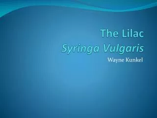 The Lilac Syringa Vulgaris
