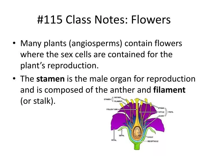 115 class notes flowers