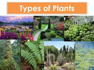 Types of Plants