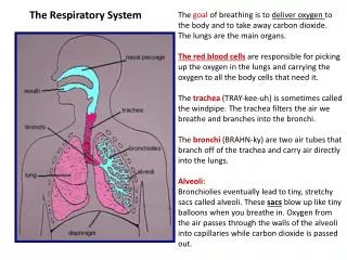 The R espiratory System