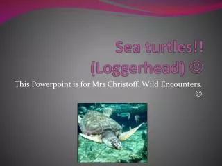 Sea turtles!! (Loggerhead) ?
