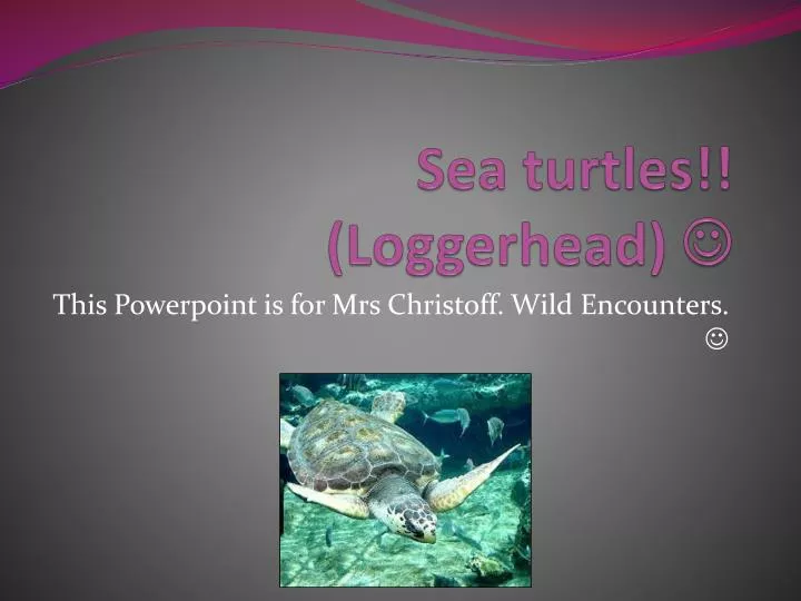 sea turtles loggerhead