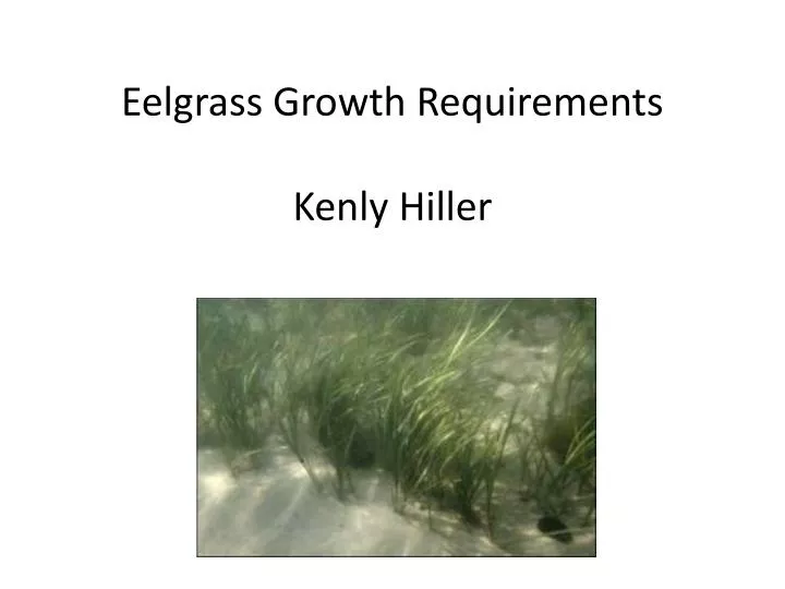 eelgrass growth requirements kenly hiller